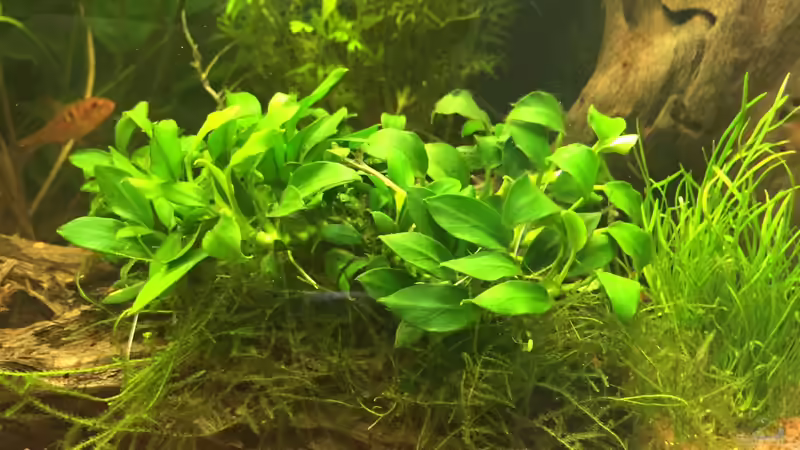 Anubias Nana Bonsai von DavidK31 (5)