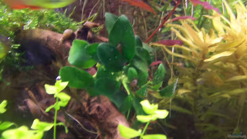 Anubias Nana ´Bonsai´ von Lotte und Hendo (28)