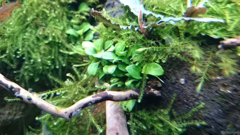 Anubias nana Bonsai von Marcel Reiter (9)