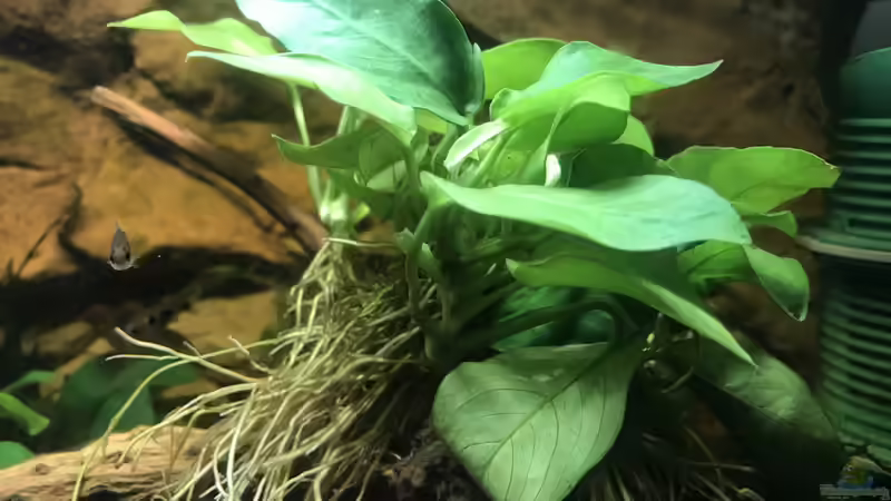 Anubias nana Gold von Bessey (8)