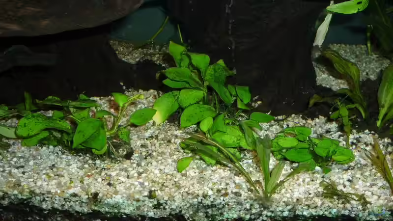 Anubias nana Gold von Michi 82 (7)