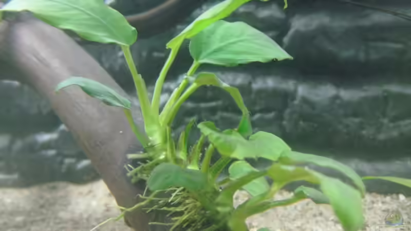 Anubias nana (Kleiner Wasserstern) von Tiburón (14)