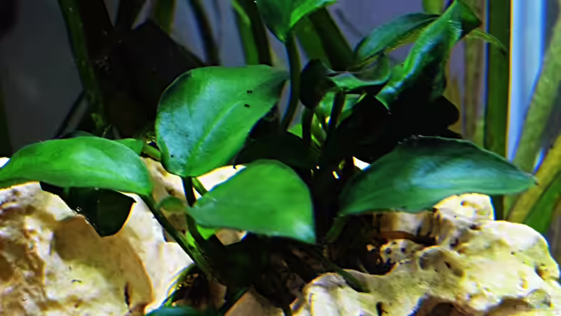 Anubias nana ´mini´ von Sarah_Schneider (10)
