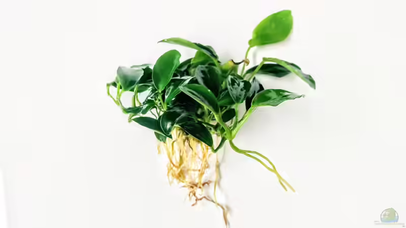 Anubias nana ´paxing´ von JoeHoe (3)