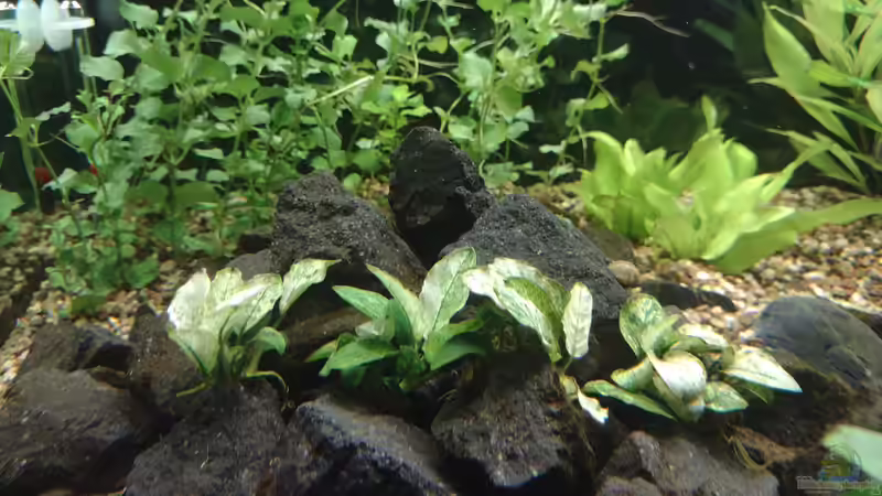 Anubias Nana Pinto, dahinter Lysimachia nummularia links und Echinodorus ?? schlueteri rechts am 08.11.2021 von C-NA (27)