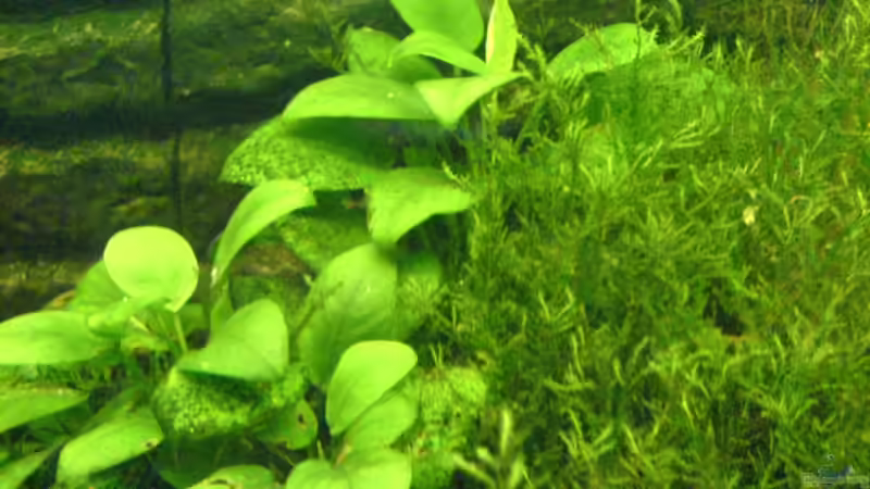 Anubias nana und Javamoos von Alexander Schild (7)