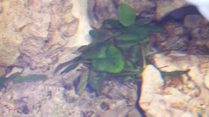 Anubias nana var.nana von Dirk Abelshausen (13)