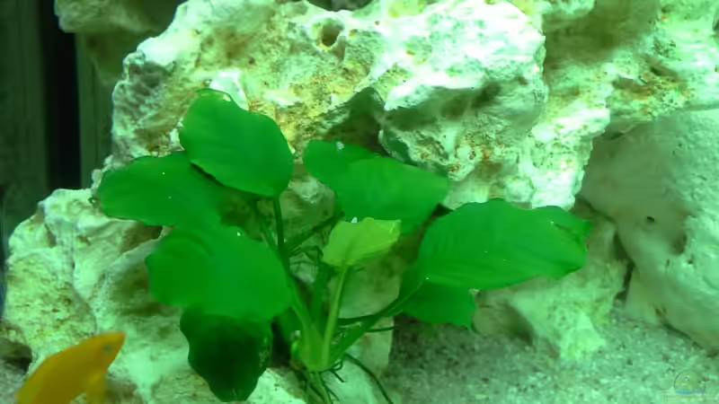 Anubias nana von AndreLeipzig (9)