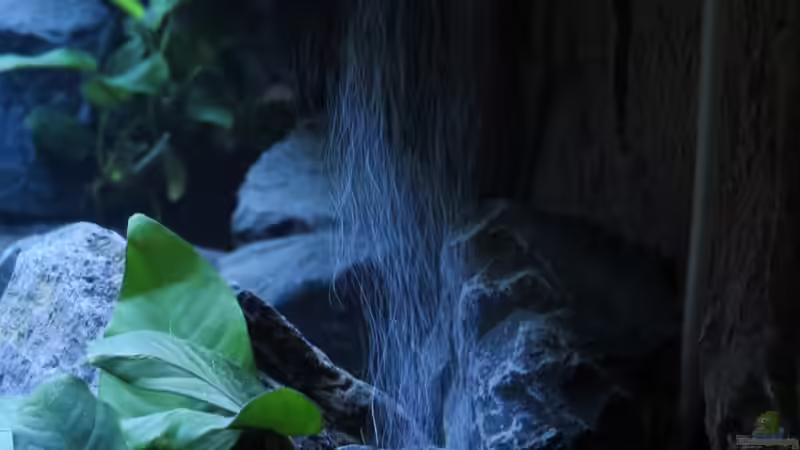 Anubias nana von BastiB (13)