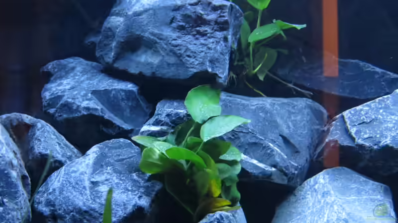Anubias nana von BastiB (14)