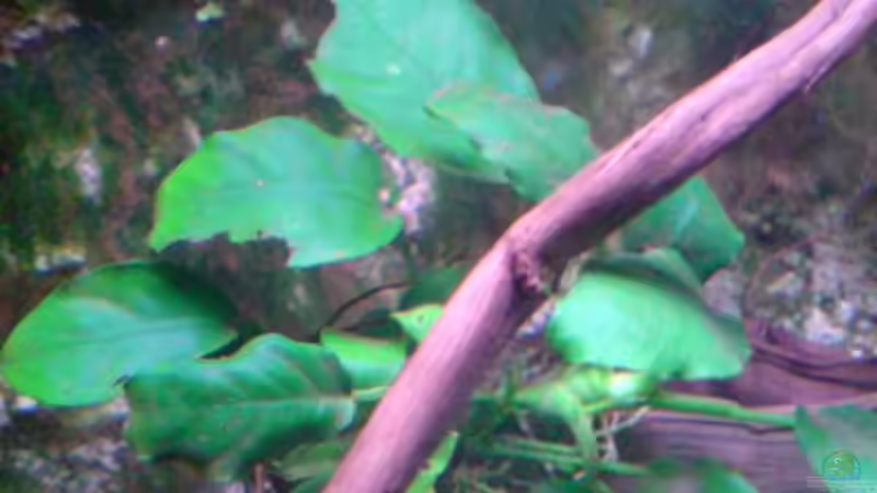 Anubias nana von Chris Schmidt (2)