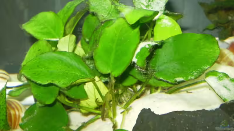 Anubias nana von Daniel Baier (4)