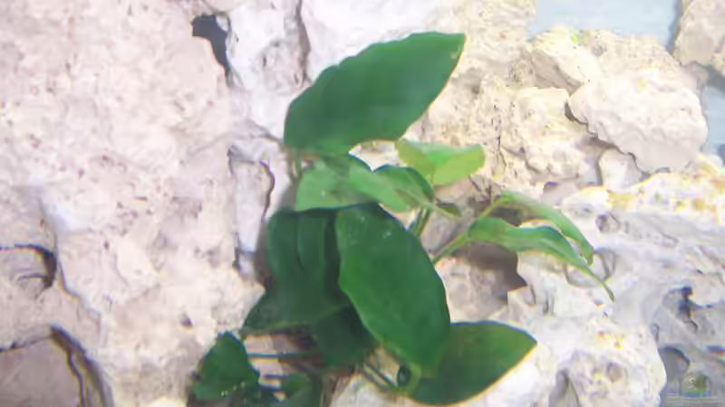 Anubias nana von Dominic Lehmann (3)