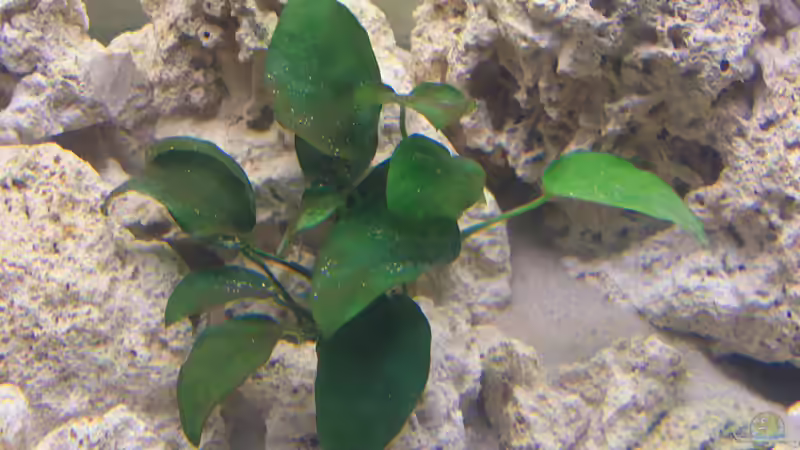 Anubias nana von Dominic Lehmann (4)