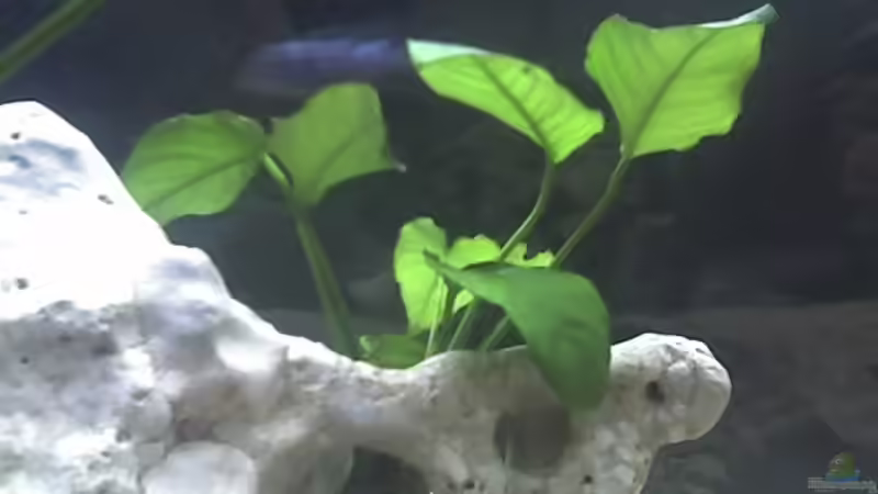 Anubias nana von Heiko Rodegast (9)