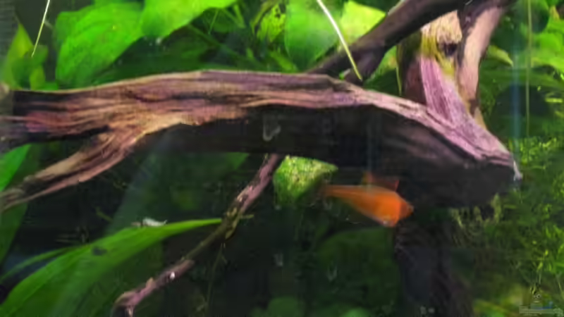 Anubias nana von Jemafa (15)