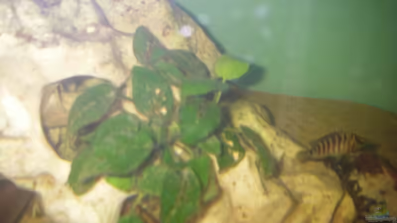 Anubias Nana von Manuel Kellauer (4)