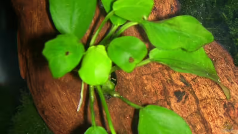 Anubias nana von Marcel Stober (3)