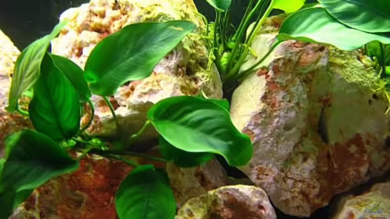 Anubias nana von Michael Leist (3)