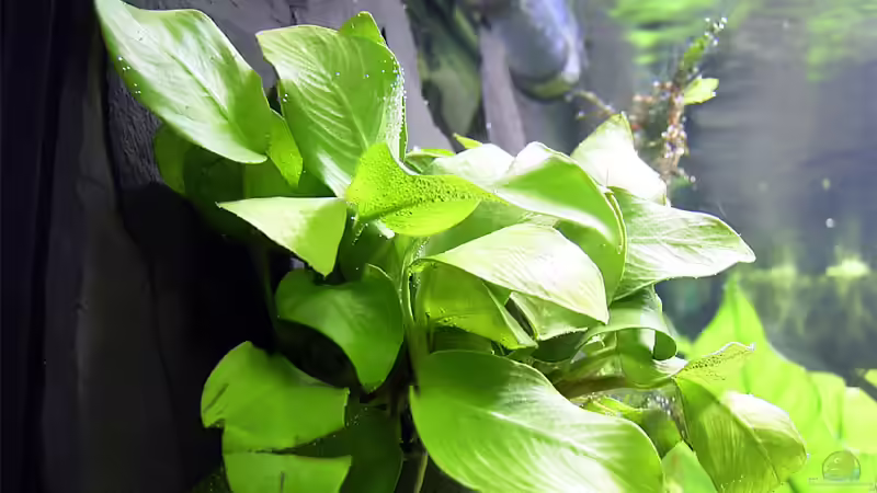 Anubias nana von NicoD (7)
