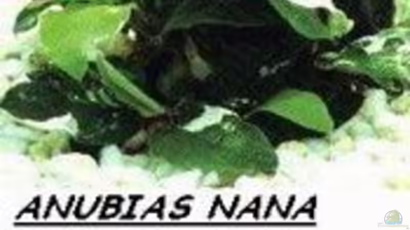Anubias Nana von Norbert Ruhnau (9)