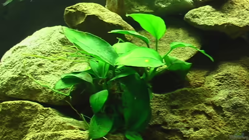 Anubias nana von Olli N. (7)