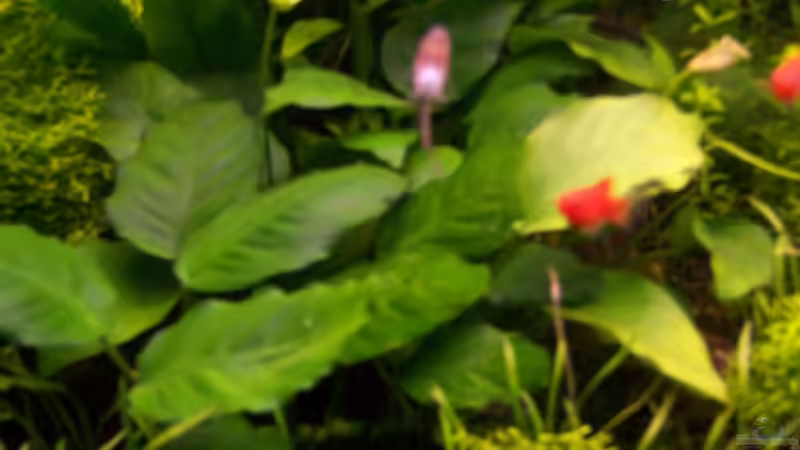 Anubias nana von Sebastian Seibold (12)