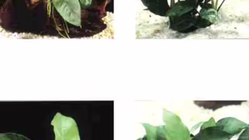 anubias nana von Sören Petersen (7)