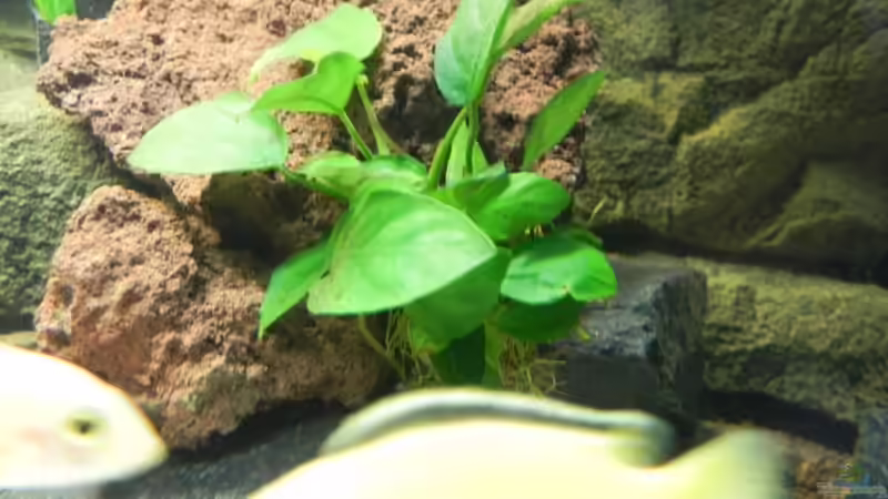 Anubias nana von Sternenseeträumer (14)