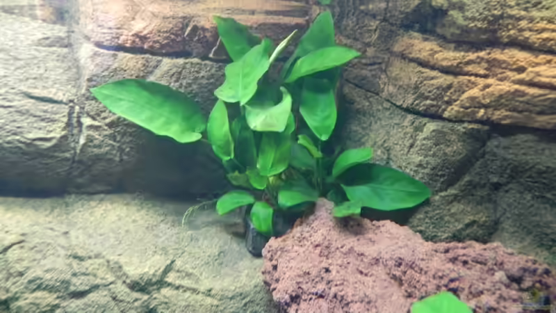 Anubias nana von Sternenseeträumer (15)