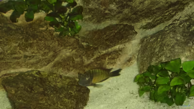 Anubias nana von Thomas Kalisch (5)