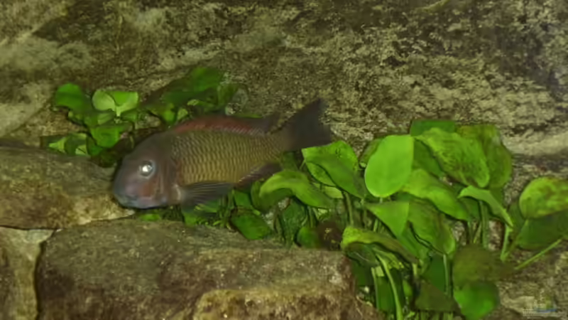 Anubias nana von Thomas Kalisch (6)