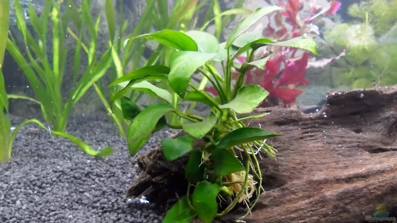 Anubias Nana von Uwe M. (11)