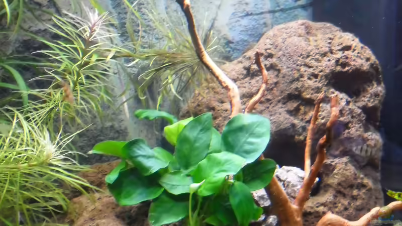 Anubias Nana von Uwe M. (16)