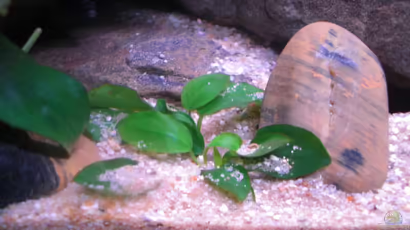 Anubias ´non Bonsai´ von Kai Pragal (10)