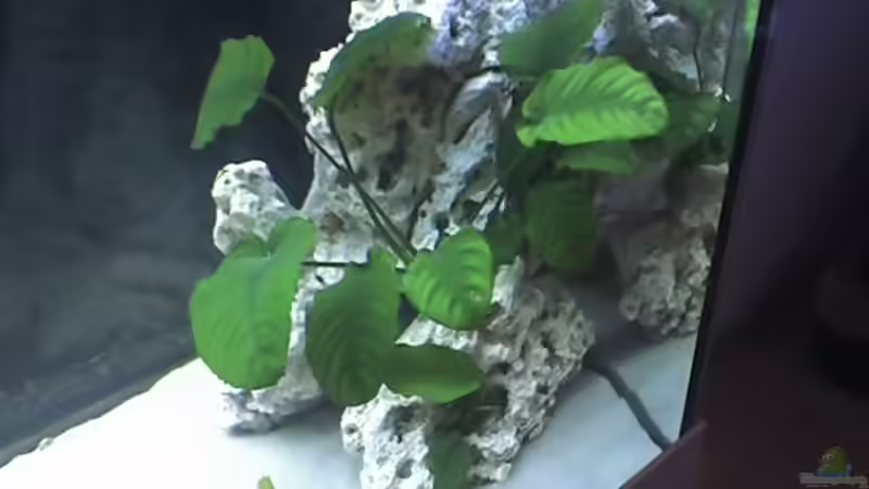 Anubias oriental Mutterpflanze von Heiko Rodegast (5)