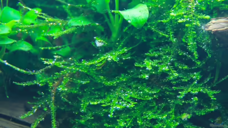 Anubias petite bonsai von disco-d (10)