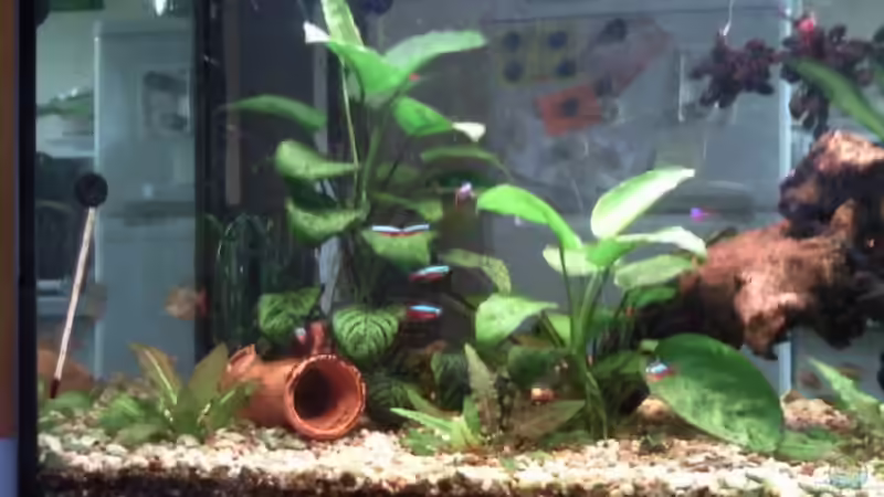 Anubias Pflanzen,linke Seite mit Höhle von Antennenwels ganz links unten Zwei Rosettenpflanzen,genauere von mikael38 (15)