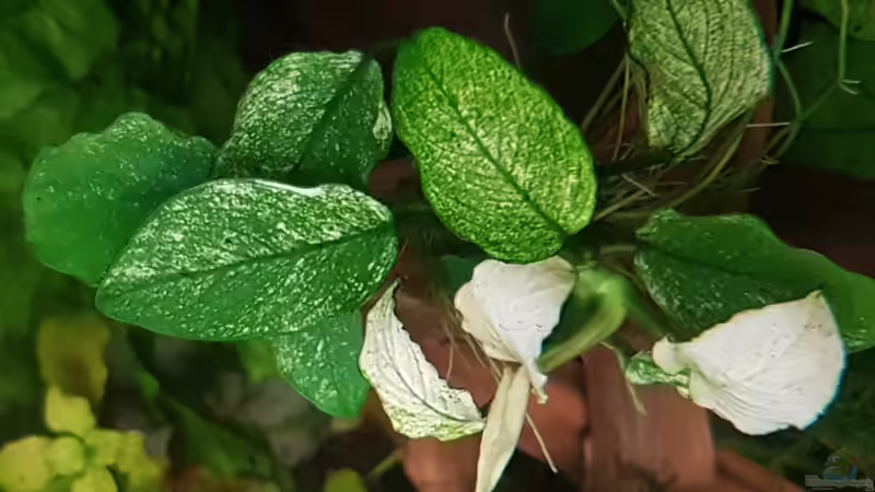 Anubias Pinto von River Creator (13)