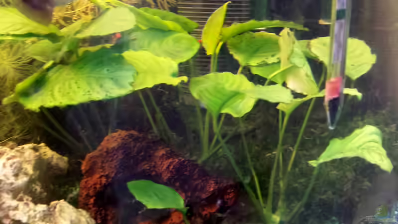 Anubias rechts von mamo2000 (10)