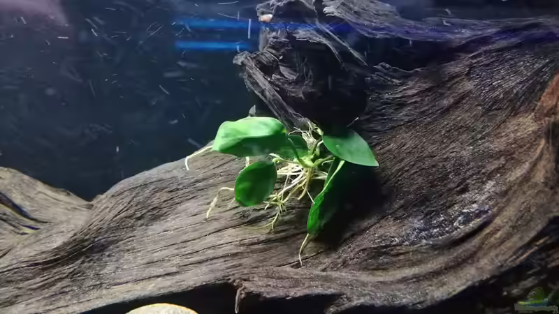 Anubias sp. nana von Fichte (3)