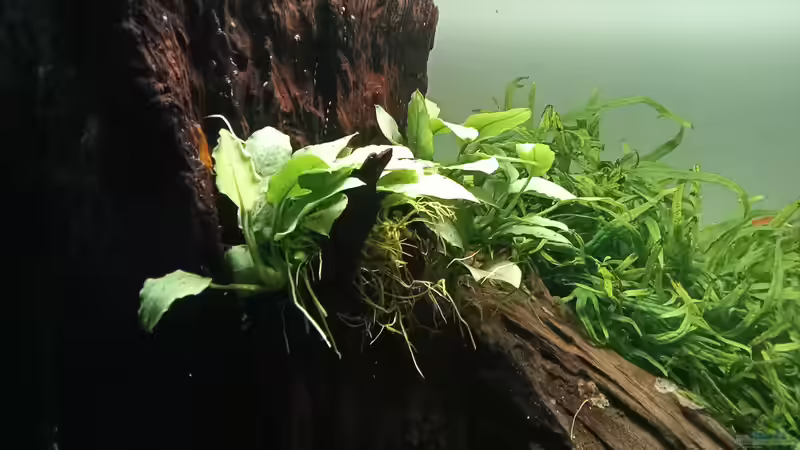 Anubias sp Jade  von Mr-Shrimp (48)