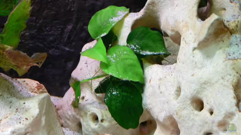 Anubias spec. barteri  von DominikZ (14)