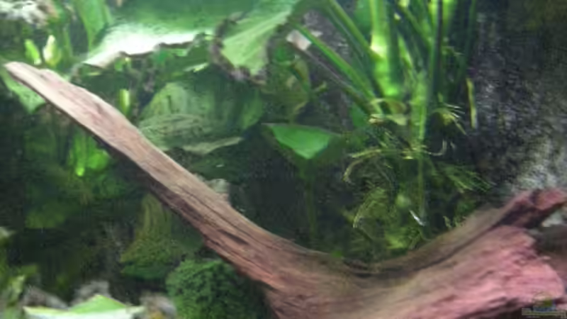 Anubias spec. Barteri von Holger Freiwald (11)