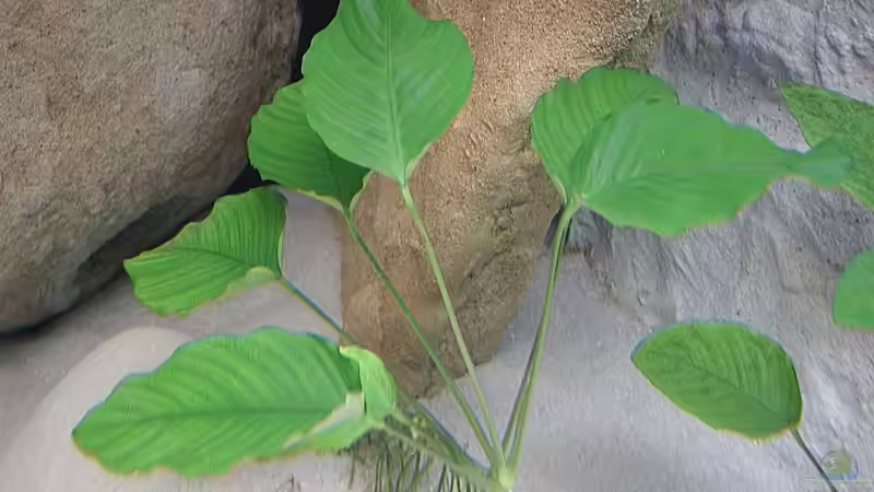 Anubias spec. barteri von Martin Eberhardt (8)