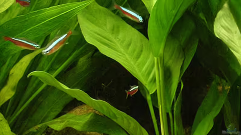 Anubias spec. heterophylla  von Juliane Schmidt (10)