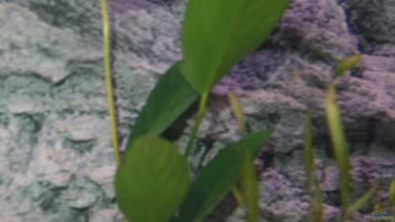 Anubias heterophylla im Aquarium pflanzen (Einrichtungsbeispiele mit Verschiedenblättriges Speerblatt)