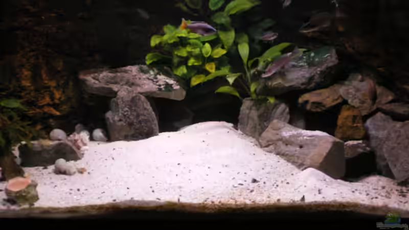 anubias/steinaufbau von Thomas Wiesner (3)