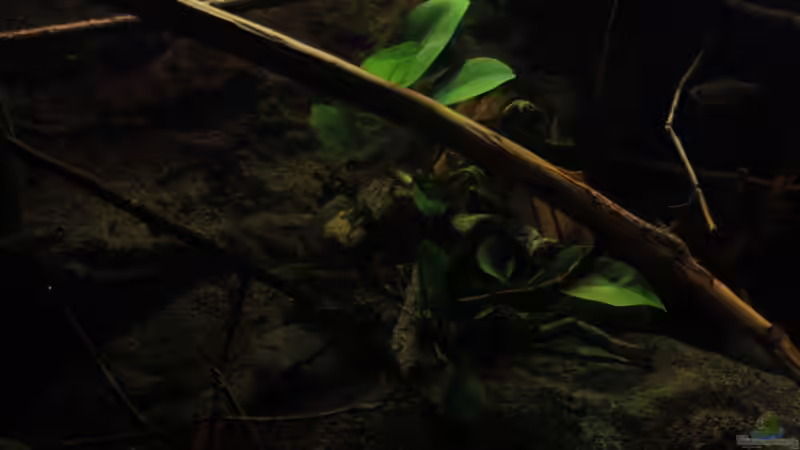 Anubias und die Holzdekoration von Florian Bandhauer (42)