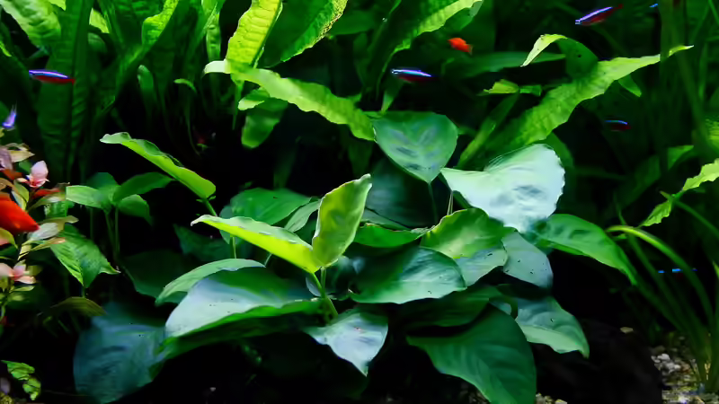 Anubias und Java Farn von Nano Jojo (3)